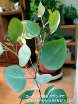 fancyboxｸﾚｲﾄﾞｶﾘｯｸｽ･ﾅﾅ(Eucalyptus cladocalyx nana)の画像12