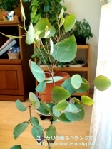 fancyboxｸﾚｲﾄﾞｶﾘｯｸｽ･ﾅﾅ(Eucalyptus cladocalyx nana)の画像2