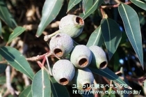 fancyboxｸﾚｲﾄﾞｶﾘｯｸｽ･ﾅﾅ(Eucalyptus cladocalyx nana)の画像4