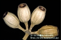 fancyboxｸﾚｲﾄﾞｶﾘｯｸｽ･ﾅﾅ(Eucalyptus cladocalyx nana)の画像5