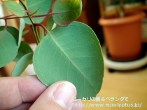 fancyboxｸﾚｲﾄﾞｶﾘｯｸｽ･ﾅﾅ(Eucalyptus cladocalyx nana)の画像6