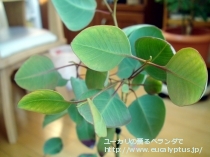 fancyboxｸﾚｲﾄﾞｶﾘｯｸｽ･ﾅﾅ(Eucalyptus cladocalyx nana)の画像7