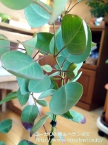 fancyboxｸﾚｲﾄﾞｶﾘｯｸｽ･ﾅﾅ(Eucalyptus cladocalyx nana)の画像8