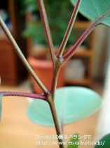 fancyboxｸﾚｲﾄﾞｶﾘｯｸｽ･ﾅﾅ(Eucalyptus cladocalyx nana)の画像9