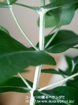 fancyboxｱｸﾞﾚｶﾞｰﾀ(Eucalyptus aggregata)の画像11