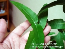 fancyboxｱｸﾞﾚｶﾞｰﾀ(Eucalyptus aggregata)の画像3