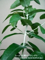 fancyboxｱｸﾞﾚｶﾞｰﾀ(Eucalyptus aggregata)の画像5