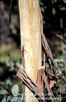 fancyboxｶﾝﾌｫﾗ(Eucalyptus camphora)の画像10