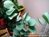 fancyboxｶﾝﾌｫﾗ(Eucalyptus camphora)の画像11