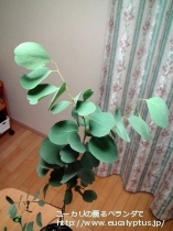 fancyboxｶﾝﾌｫﾗ(Eucalyptus camphora)の画像13