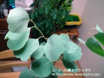 fancyboxｶﾝﾌｫﾗ(Eucalyptus camphora)の画像2