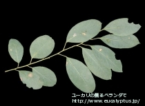 fancyboxｶﾝﾌｫﾗ(Eucalyptus camphora)の画像3