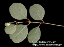 fancyboxｶﾝﾌｫﾗ(Eucalyptus camphora)の画像4