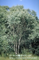 fancyboxｶﾝﾌｫﾗ(Eucalyptus camphora)の画像8