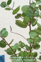 fancyboxｳｪﾌﾞｽﾃﾘｱﾅ(Eucalyptus websteriana)の画像2