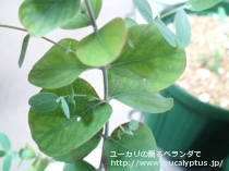 fancyboxｺﾞﾆｵｶﾘｯｸｽ(Eucalyptus goniocalyx)の画像3