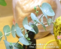 fancyboxｼﾙﾊﾞｰﾀﾞﾗｰ(銀丸葉)(Eucalyptus cinerea 'Silver Doller')の画像1