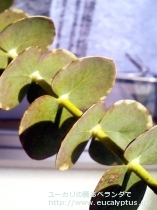 fancyboxｷﾞﾝｾｶｲ(銀世界)(Eucalyptus 'Gin-Sekai')の画像1