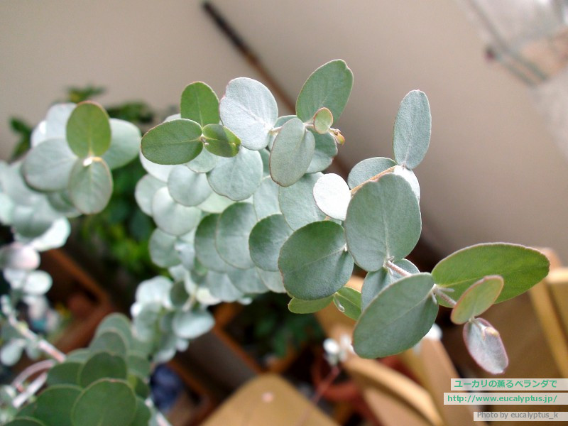 ﾕｰｶﾘ ｱｰﾆｹﾞﾗ Eucalyptus Urnigera ﾕｰｶﾘ紹介 ﾕｰｶﾘの薫るﾍﾞﾗﾝﾀﾞで Mobile版